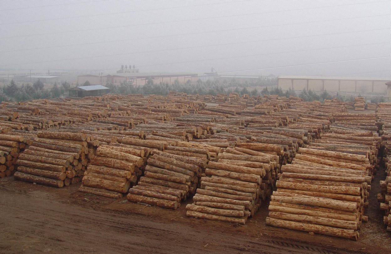 Sakarya Timber
